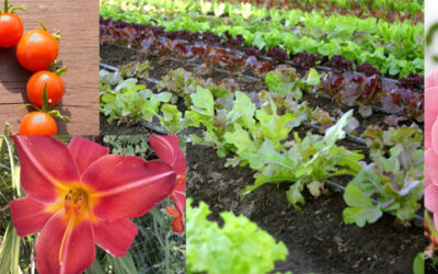 Faith Community Garden